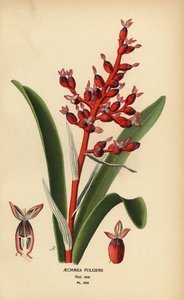 Korallenbeere, Aechmea fulgens von Désiré Georges Jean Marie Bois