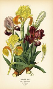 Zwerg-Schwertlilie, Iris pumila von Désiré Georges Jean Marie Bois