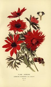 Flammenanemone, Anemone hortensis