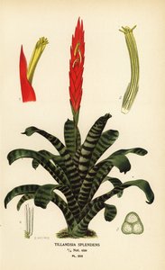 Flammenschwert, Vriesea splendens (Tillandsia splendens). Chromolithographie nach einer Illustration von B. Herincq aus Edward Step