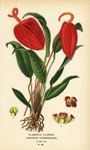 Flamingoblume, Anthurium scherzerianum. Chromolithographie nach einer Illustration von Desire Bois aus Edward Step