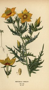 Goldene Bartonie oder Lindleys Blazingstar, Mentzelia lindleyi