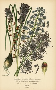 Traubenhyazinthe, Leopoldia comosa (Muscari comosum, var. monstrosum, var. plumosa). Chromolithographie nach einer Illustration von Desire Bois aus Edward Step