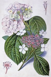 Hortensie, frühes 20. Jahrhundert (Illustration) von Désiré Georges Jean Marie Bois