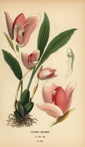 Lycaste virginalis Orchidee, Lycaste skinneri