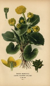 Sumpfdotterblume, Caltha palustris