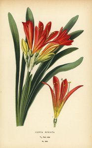 Natal-Lilie oder Busch-Lilie, Clivia miniata. Chromolithographie nach einer Illustration von Desire Bois aus Edward Step
