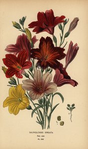 Sammetblume, Salpiglossis sinuata