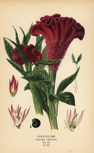 Gefiederter Hahnenkamm oder Silber-Hahnenkamm, Celosia argentea. Chromolithographie nach einer Illustration von Desire Bois aus Edward Step