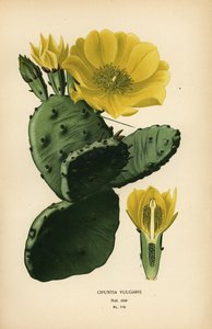 Feigenkaktus, Opuntia ficus-indica