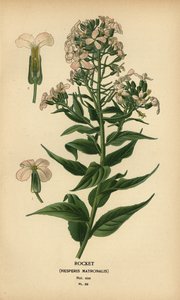 Nachtviole, Hesperis matronalis