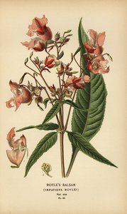 Royles Balsamine, Impatiens roylei