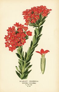 Scharlachrote Carrula, Crassula coccinea