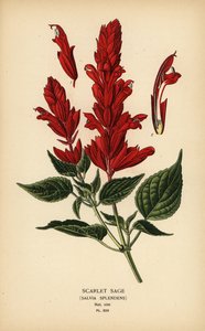 Feuersalbei, Salvia splendens