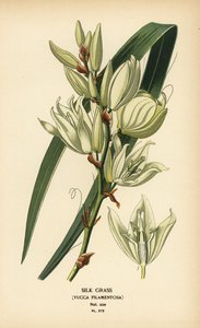 Seidenpflanze, Yucca filamentosa von Désiré Georges Jean Marie Bois