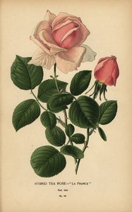 Teerosen-Hybrid, La France, Rosa × odorata