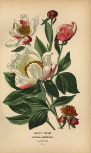 Weiße Pfingstrose, Paeonia lactiflora