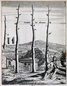 Obstbäume, aus De Nederlandze Hesperides von Jan Commelin, veröffentlicht 1676 von Dutch School