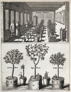 Orangerie, aus De Nederlandze Hesperides von Jan Commelin, veröffentlicht 1676
