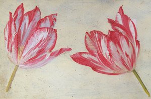 Studien von Tulpen, um 1830