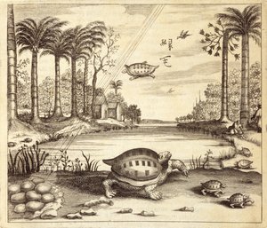 Schildkröteneier schlüpfen, aus China Illustrata von Athanasius Kircher (1601-80), 1667