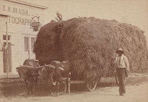 Albuminabzug eines Mannes mit einem vollen Heuwagen, 1894-1904