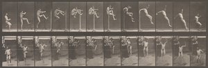 Tierbewegung. Eine elektro-fotografische Untersuchung aufeinanderfolgender Phasen von Tieren, 1880er Jahre