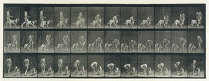 Tierbewegung. Eine elektro-fotografische Untersuchung aufeinanderfolgender Phasen der Tierbewegung von Eadweard Muybridge