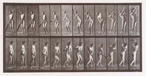 Tierlokomotion. Eine elektro-fotografische Untersuchung aufeinanderfolgender Phasen von Tier..., 1880er Jahre von Eadweard Muybridge