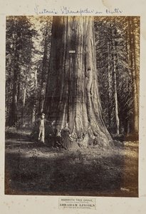 Mammutbaumhain, Calaveras County, Kalifornien. Abraham Lincoln. 320 Fuß hoch, 54 Fuß Umfang von Eadweard J. Muybridge