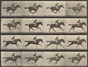 Platte Nummer 626. Galopp, Vollblut-Braune Stute, Annie G., 1887 von Eadweard Muybridge