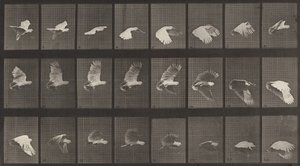 Teller Nummer 758. Kakadu im Flug, 1887 von Eadweard Muybridge