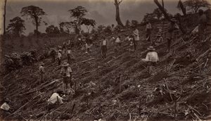 Anlage einer Kaffeeplantage in Antigua de Guatemala, 1875, veröffentlicht 1877 von Eadweard Muybridge