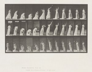 Tierbewegung, Platte 305 von Eadweard Muybridge