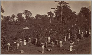 Kaffeeernte, Las Nubes-Guatemala von Eadweard Muybridge
