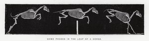 Eadweard Muybridge: Einige Phasen im Sprung eines Pferdes (s/w Foto)