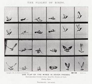 Der Flug der Vögel