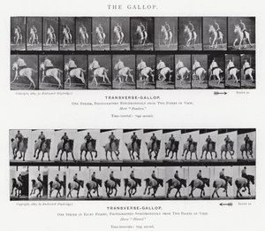 Der Galopp von Eadweard Muybridge