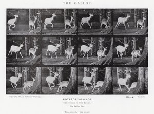 Der Galopp