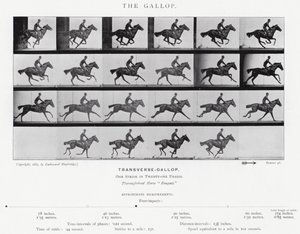 Eadweard Muybridge: Der Galopp (s/w Foto) von Eadweard Muybridge