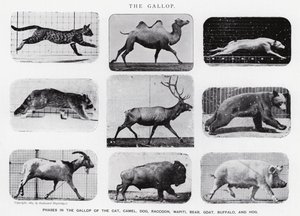 Eadweard Muybridge: Der Galopp (s/w Foto)