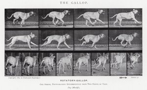 Der Galopp
