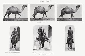 Eadweard Muybridge: Der Passgang von Eadweard Muybridge