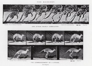 Eadweard Muybridge: Der Abpraller