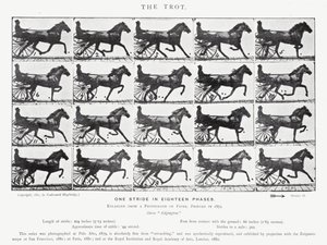 Der Trab von Eadweard Muybridge