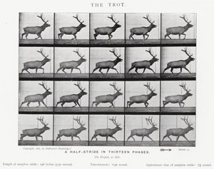 Der Trab von Eadweard Muybridge