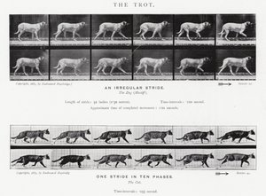 Der Trab von Eadweard Muybridge