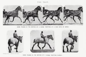 Eadweard Muybridge: Der Trab (s/w Foto) von Eadweard Muybridge
