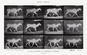 Eadweard Muybridge: Der Trab