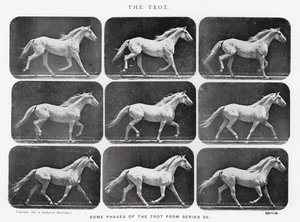 Eadweard Muybridge: Der Trab
